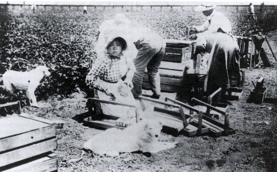 Japanese immigrants working in their berry farm in California