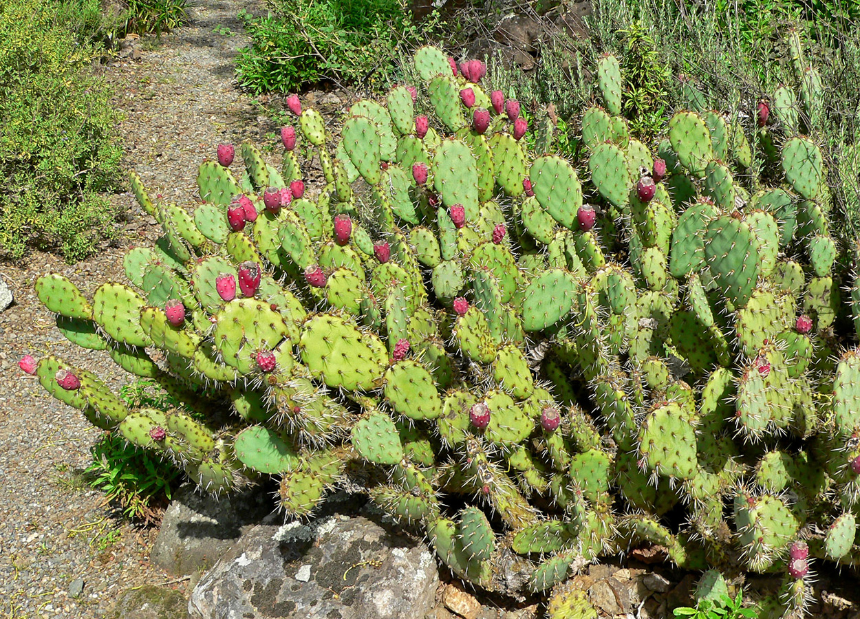 cactus pear prickly plants maguey wild aztecs sacred texas species